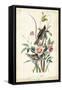 Seaside Finch-John James Audubon-Framed Stretched Canvas