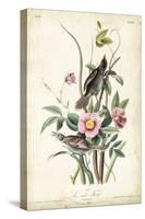 Seaside Finch-John James Audubon-Stretched Canvas