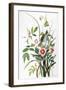 Seaside Sparrow, 1858-John James Audubon-Framed Giclee Print