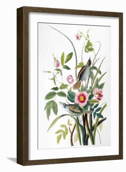 Seaside Sparrow, 1858-John James Audubon-Framed Giclee Print