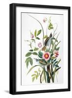 Seaside Sparrow, 1858-John James Audubon-Framed Giclee Print