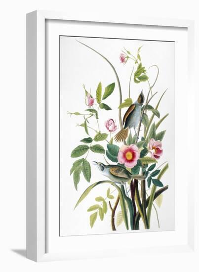 Seaside Sparrow, 1858-John James Audubon-Framed Giclee Print