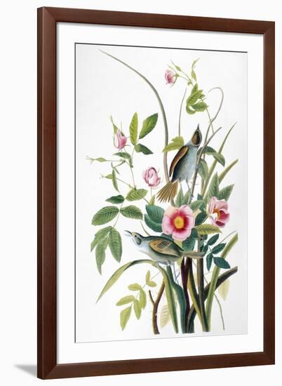 Seaside Sparrow, 1858-John James Audubon-Framed Premium Giclee Print