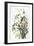 Seaside Sparrow, 1858-John James Audubon-Framed Premium Giclee Print