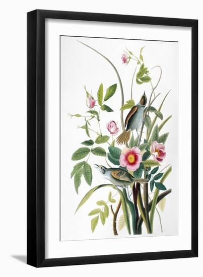 Seaside Sparrow, 1858-John James Audubon-Framed Premium Giclee Print