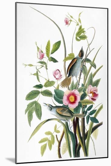 Seaside Sparrow, 1858-John James Audubon-Mounted Premium Giclee Print