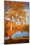 Season Colours-Philippe Sainte-Laudy-Mounted Photographic Print