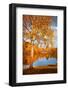 Season Colours-Philippe Sainte-Laudy-Framed Photographic Print