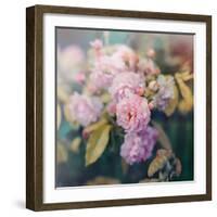 Season of Blossoms-Sarah Gardner-Framed Photographic Print