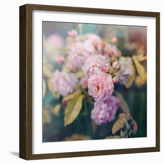 Season of Blossoms-Sarah Gardner-Framed Photographic Print