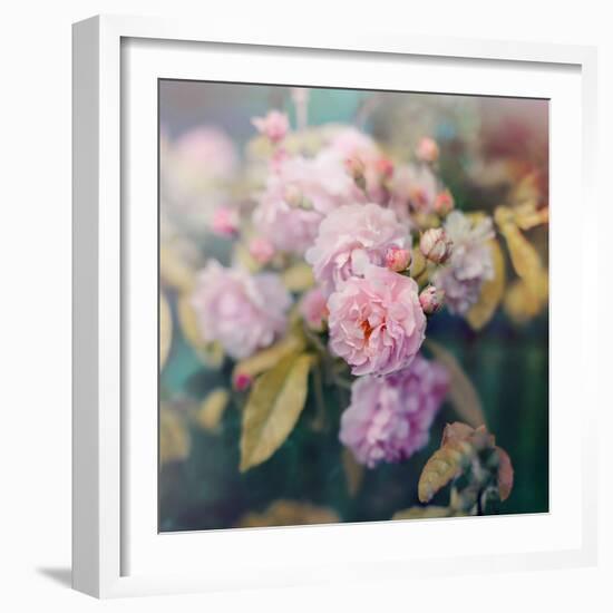 Season of Blossoms-Sarah Gardner-Framed Photographic Print