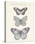 Seasonal Butterflies II-Maria Mendez-Stretched Canvas