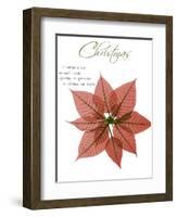 Seasonal Poinsettia 1-Albert Koetsier-Framed Photographic Print