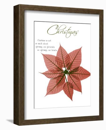 Seasonal Poinsettia 1-Albert Koetsier-Framed Photographic Print