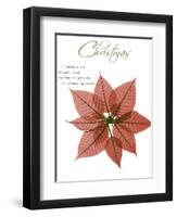 Seasonal Poinsettia 1-Albert Koetsier-Framed Photographic Print