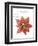 Seasonal Poinsettia 1-Albert Koetsier-Framed Photographic Print