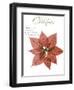 Seasonal Poinsettia 1-Albert Koetsier-Framed Photographic Print