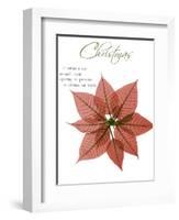 Seasonal Poinsettia 1-Albert Koetsier-Framed Photographic Print