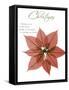 Seasonal Poinsettia 1-Albert Koetsier-Framed Stretched Canvas