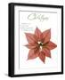 Seasonal Poinsettia 1-Albert Koetsier-Framed Photographic Print