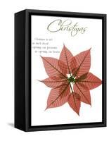 Seasonal Poinsettia 1-Albert Koetsier-Framed Stretched Canvas