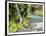 Seasonal Waterfall Near Graves Creek, Olympic National Park, Washington, USA-Stuart Westmoreland-Framed Photographic Print