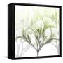Seasoned Oleander-Albert Koetsier-Framed Stretched Canvas