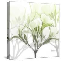 Seasoned Oleander-Albert Koetsier-Stretched Canvas