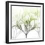 Seasoned Oleander-Albert Koetsier-Framed Photographic Print