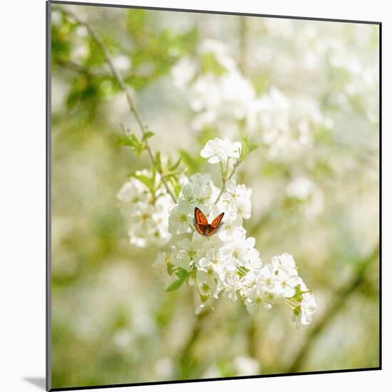 Seasons Change-Philippe Sainte-Laudy-Mounted Photographic Print