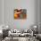 Seasons Greetings Choc-Stephen Huneck-Stretched Canvas displayed on a wall