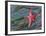 Seastar and Eel Grass-Don Paulson-Framed Giclee Print