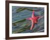 Seastar and Eel Grass-Don Paulson-Framed Giclee Print