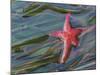 Seastar and Eel Grass-Don Paulson-Mounted Giclee Print