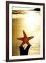 Seastar on the Shore of a Beach at Sunset-nito-Framed Premium Photographic Print