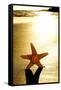 Seastar on the Shore of a Beach at Sunset-nito-Framed Stretched Canvas