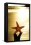 Seastar on the Shore of a Beach at Sunset-nito-Framed Stretched Canvas