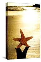 Seastar on the Shore of a Beach at Sunset-nito-Stretched Canvas