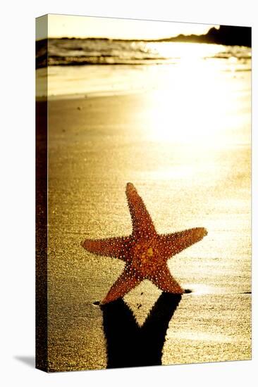 Seastar on the Shore of a Beach at Sunset-nito-Stretched Canvas