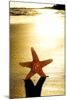 Seastar on the Shore of a Beach at Sunset-nito-Mounted Photographic Print