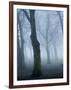 Seaswarm-Craig Roberts-Framed Photographic Print