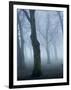 Seaswarm-Craig Roberts-Framed Photographic Print