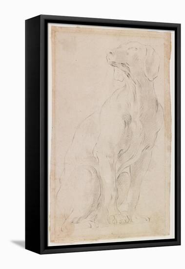 Seated Dog, 1710-1715-Francesco Solimena-Framed Stretched Canvas