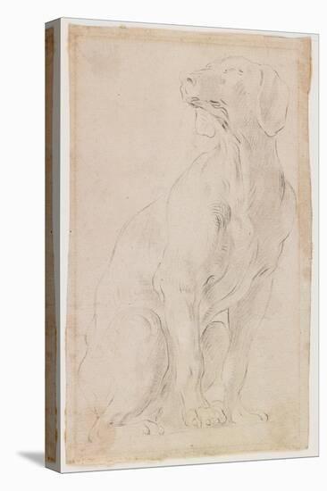 Seated Dog, 1710-1715-Francesco Solimena-Stretched Canvas