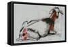 Seated Goat, 1998 (Conte and Charcoal on Paper)-Mark Adlington-Framed Stretched Canvas