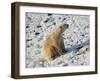 Seated Polar Bear Full Bleed-Martin Fowkes-Framed Giclee Print