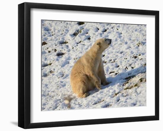 Seated Polar Bear Full Bleed-Martin Fowkes-Framed Giclee Print
