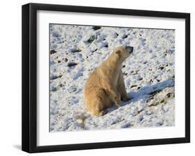 Seated Polar Bear Full Bleed-Martin Fowkes-Framed Giclee Print
