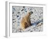 Seated Polar Bear Full Bleed-Martin Fowkes-Framed Giclee Print