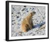 Seated Polar Bear Full Bleed-Martin Fowkes-Framed Giclee Print